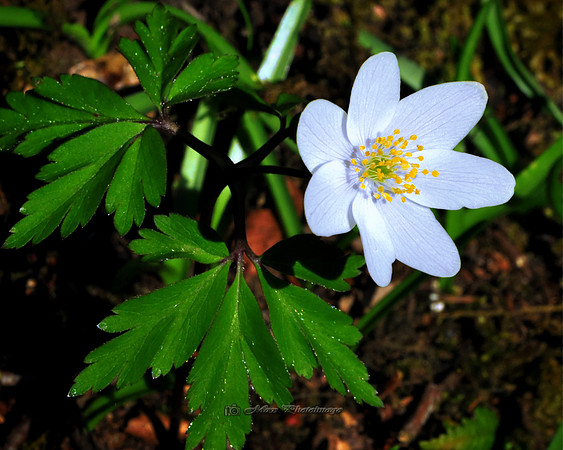 The April Flower (Rossmore)