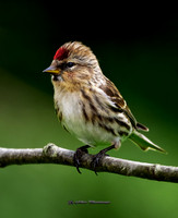 A Redpoll (Garden)
