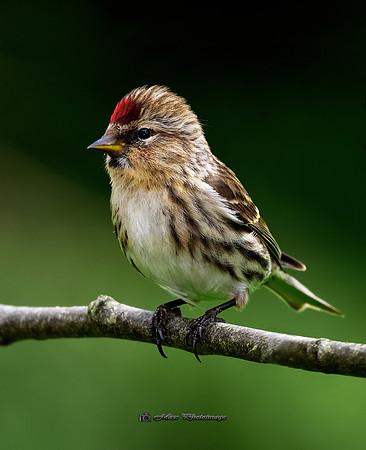 A Redpoll (Garden)