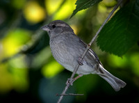 The Grey Bird in Full Colour (Garden)