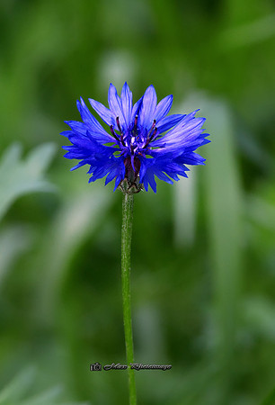 The Little Blue Flower (Rossmore)