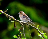 The Bird on a Branch Shot (Garden)