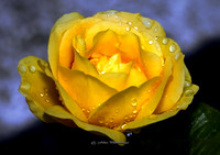 Yellow Rain (Garden))