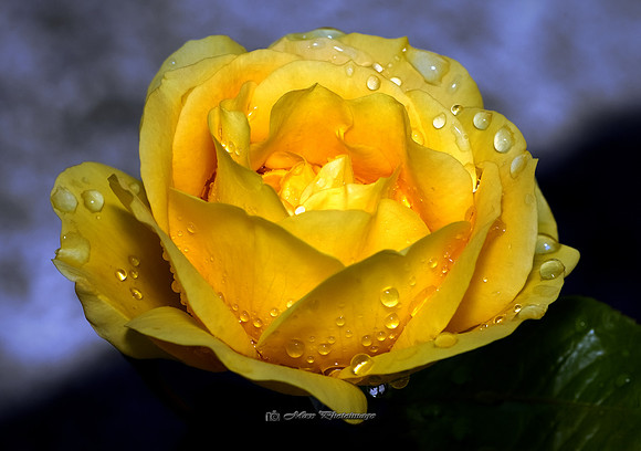 Yellow Rain (Garden))