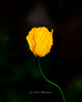 The Yellow Poppy (Garden)