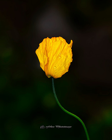 The Yellow Poppy (Garden)