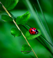 The Little Lady (Garden)