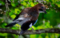 The Jay Bird (Rossmore)