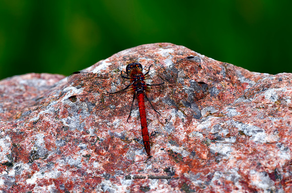Red Dragon Rocks (Rossmore)