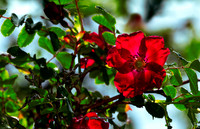 The Sunlit Flower II (Garden)