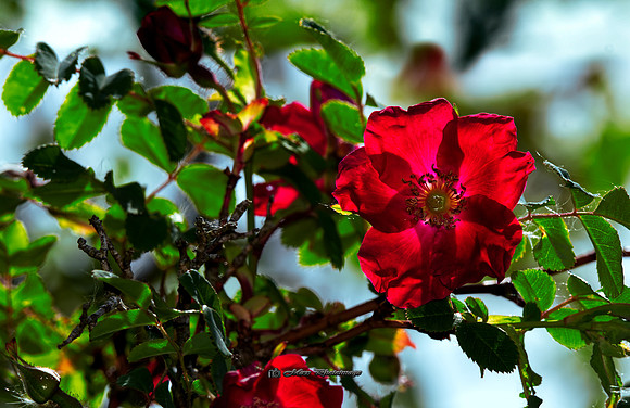 The Sunlit Flower II (Garden)