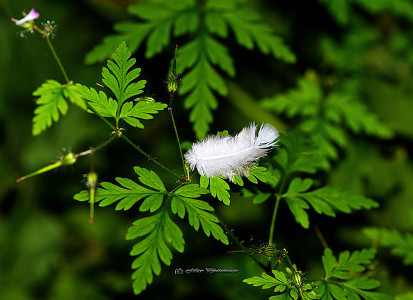 The Lost Feather II (Rossmore)
