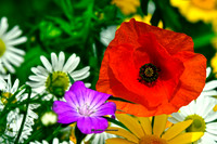 A Pop (py) of Colour (Rossmore)
