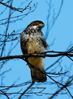 Buzzard from Front (Rossmore)