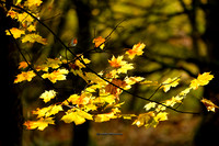 The Autumn Robin (Rossmore)