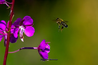 Nectar Ahead II (Rossmore)