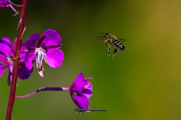 Nectar Ahead II (Rossmore)