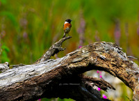 The Bird in the Bog (Bragan)