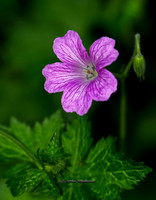 The Flower (Garden)