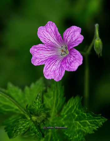 The Flower (Garden)