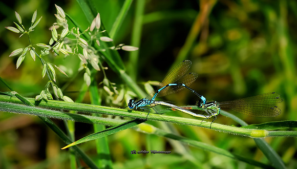 Blue on Green (Rossmore)