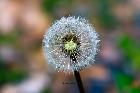 Fluffy (Rossmore)