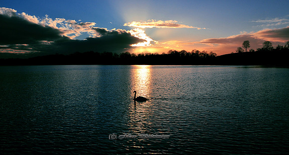 Swanlight (Hollywood Lake)