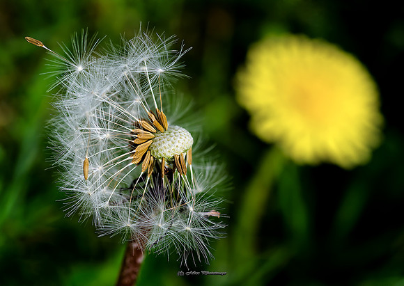 Leaving the Nest (Garden)