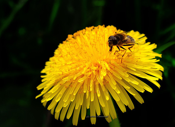 Walking on the Sun (Garden)