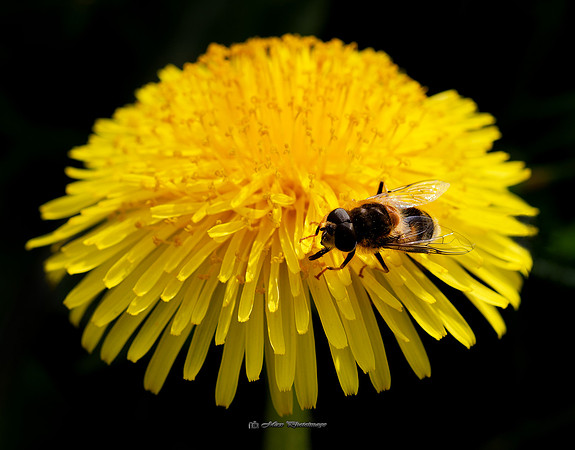 Walking on the Sun II (Garden)