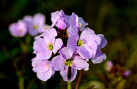 The Fly & The Flower (Garden)