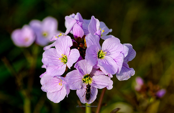The Fly & The Flower (Garden)