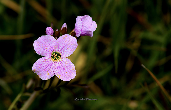 First one Out (Garden)