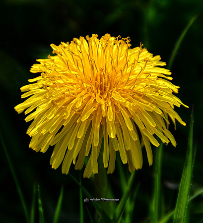 The Beautiful Weed (Garden)