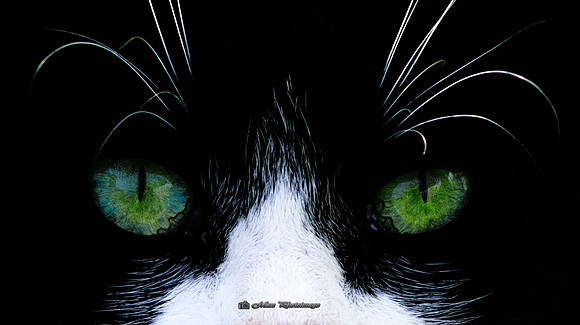 Cats Eyes (Monaghan)