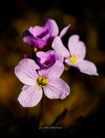 Pretty in Pink (Garden)