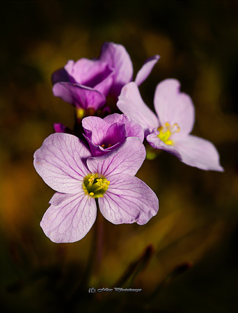 Pretty in Pink (Garden)