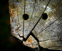Are You Cracking Up Yet (Garden)