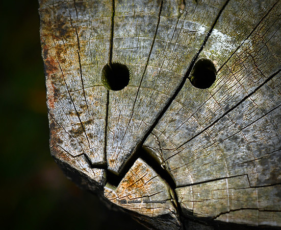 Are You Cracking Up Yet (Garden)