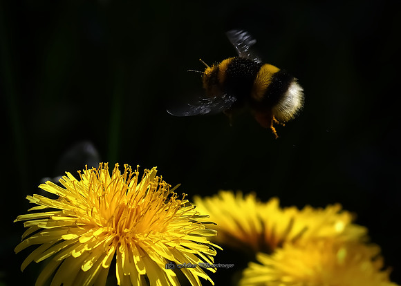 Landing Ahead (Garden)