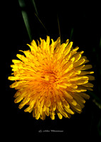 The Weed at Sunset (Garden)