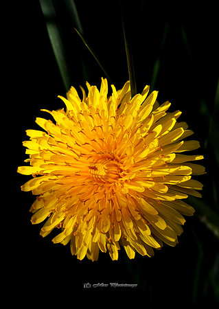 The Weed at Sunset (Garden)
