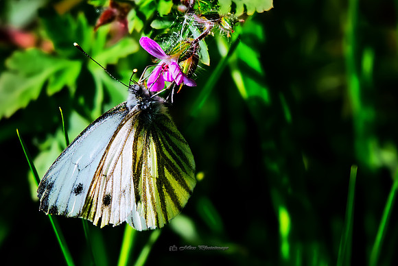The Cabbage White (Rossmore)