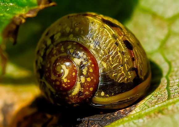 The Tiny Snail (Rossmore)