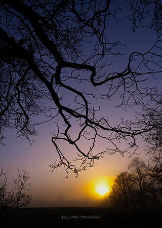 Sunset in Fog (Rossmore)