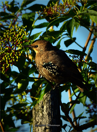 Starling Sunset (Garden)
