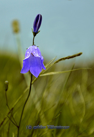 Alone N Blue (Bundoran)