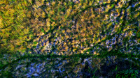 The Long Grass (Rossmore)