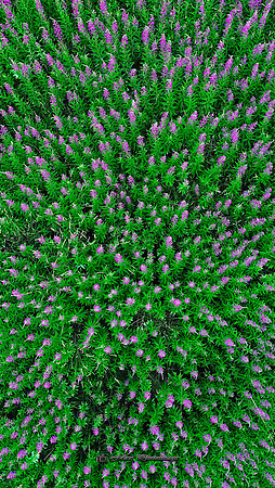 A Forest of Flowers (Rossmore)