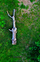The Used to be Tree (Rossmore)